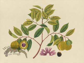 Far East Fruit and Flowers 35